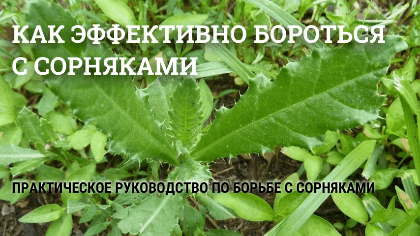 Как эффективно бороться с сорняками